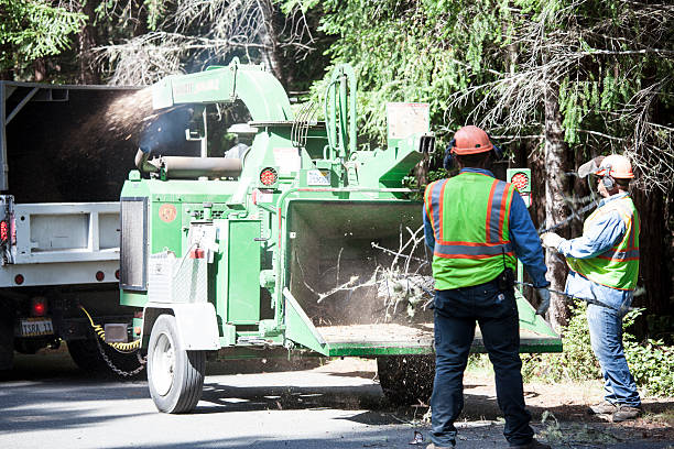 Reliable Albany, NY Tree Removal Services Solutions